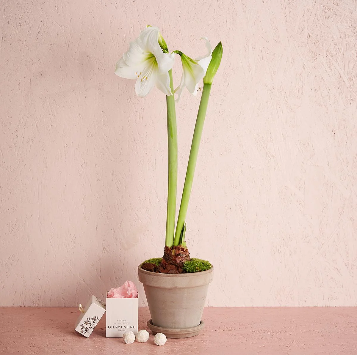 Hvid amaryllis i potte med champagnetrøfler